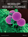 MICROSCOPY RESEARCH AND TECHNIQUE雜志封面